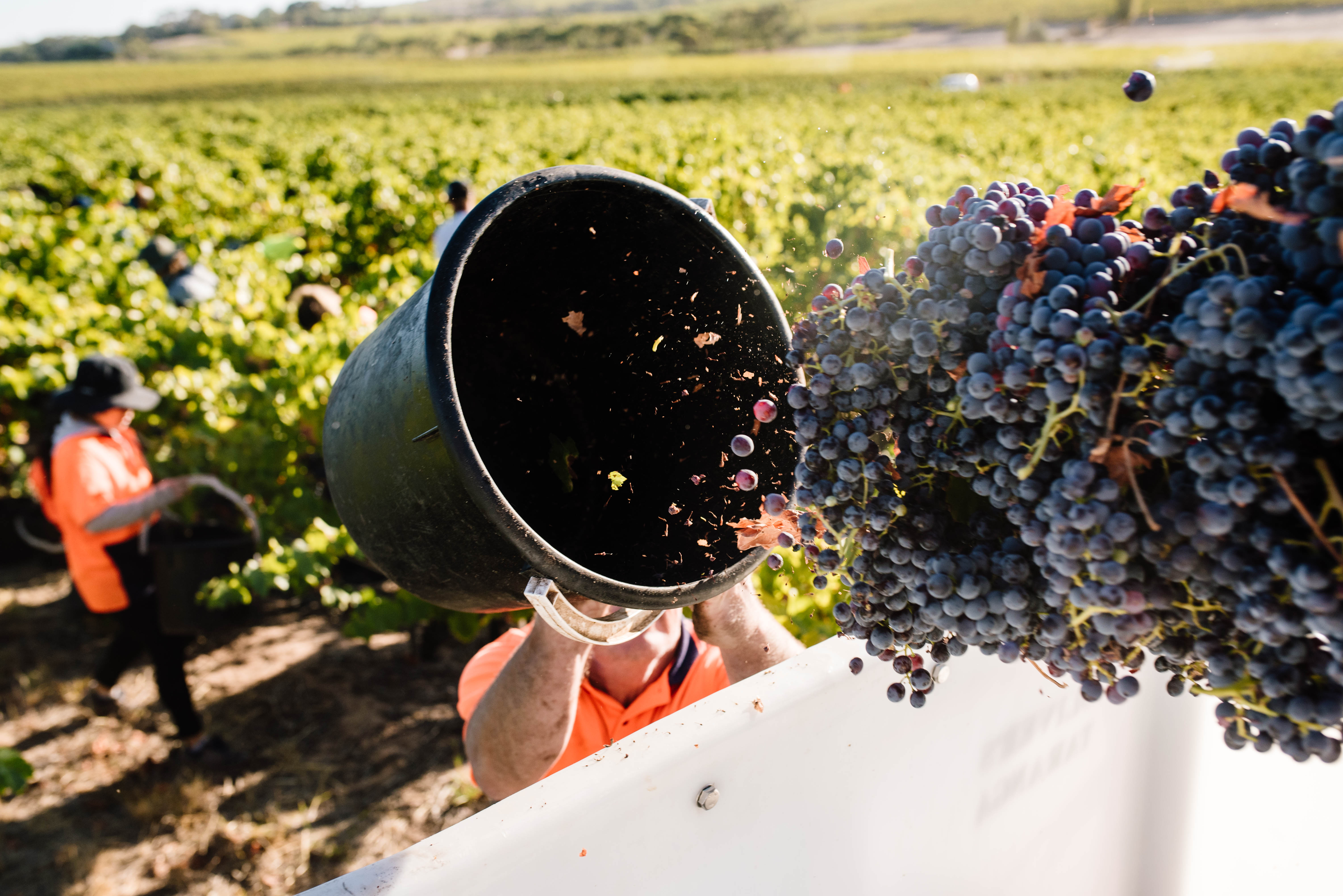 Harvesting grapes from the vineyard